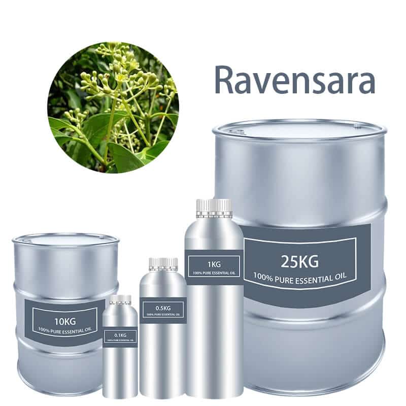 Ravensara Essential Oil Essential Oils bulk wholesale Pure supplier distribution factory manufacturer for sale Cheap buy where to buy near me
