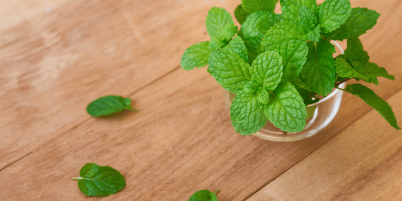 essential oils for sore throat